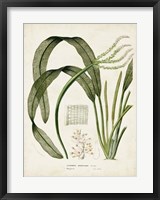 Tropical Grass I Framed Print