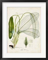 Tropical Grass II Framed Print