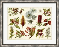 Framed Tropical Botany Chart I