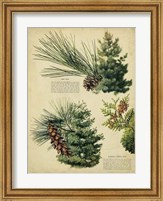 Framed Red Pine & Eastern White Pine