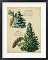 Framed Colorado Blue Spruce &Norway Spruce