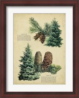 Framed Douglas Fir & White Fir