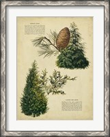 Framed Deodar Cedar & Eastern Red Cedar