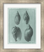 Framed Spa Shell Collection III