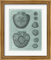 Framed Spa Shell Collection VI
