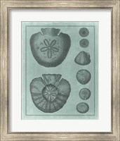 Framed Spa Shell Collection VI