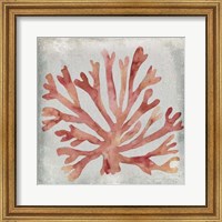Framed Watercolor Coral III