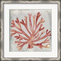 Framed Watercolor Coral III