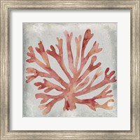 Framed Watercolor Coral III