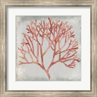 Framed Watercolor Coral IV