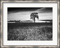 Framed Field Texture