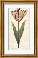 Framed Twin Tulips I