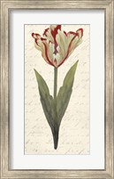Framed Twin Tulips I