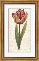 Framed Twin Tulips II