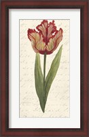 Framed Twin Tulips II