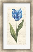 Framed Twin Tulips IV