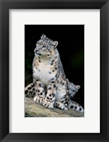 Framed Snow Leopard, Uncia uncia, Panthera uncia, Asia