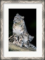 Framed Snow Leopard, Uncia uncia, Panthera uncia, Asia