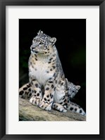 Framed Snow Leopard, Uncia uncia, Panthera uncia, Asia