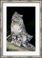 Framed Snow Leopard, Uncia uncia, Panthera uncia, Asia