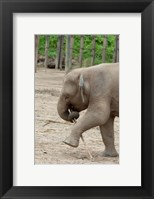 Framed Baby elephant with bamboo in trunk, Malaysia