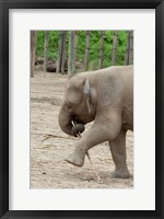 Framed Baby elephant with bamboo in trunk, Malaysia
