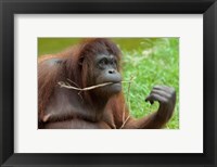 Framed Bornean Orangutan, adult female, Borneo