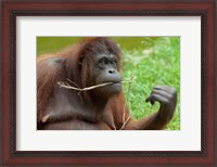 Framed Bornean Orangutan, adult female, Borneo