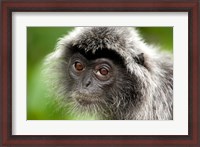 Framed Silver Leaf Monkey, Borneo, Malaysia