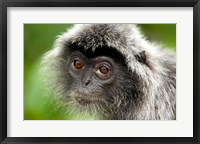 Framed Silver Leaf Monkey, Borneo, Malaysia