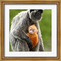 Framed Silver Leaf Monkey and offspring, Borneo, Malaysia