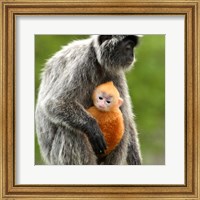 Framed Silver Leaf Monkey and offspring, Borneo, Malaysia