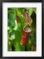 Framed Old World carnivorous pitcher plant hanging from tendril, Penang, Malaysia