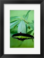 Framed Rajah Brooke's Birdwing, Malaysia's national butterfly