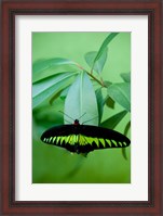 Framed Rajah Brooke's Birdwing, Malaysia's national butterfly