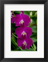 Framed Singapore. National Orchid Garden - Pink Orchids