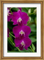 Framed Singapore. National Orchid Garden - Pink Orchids