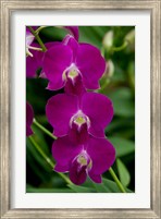 Framed Singapore. National Orchid Garden - Pink Orchids
