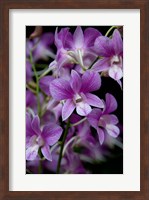 Framed Singapore. National Orchid Garden - Purple/White Orchids