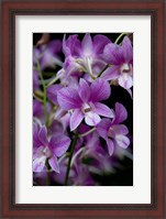 Framed Singapore. National Orchid Garden - Purple/White Orchids