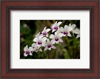 Framed Singapore. National Orchid Garden - White Orchids