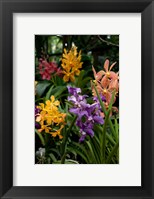 Framed Singapore. National Orchid Garden - Multi colored Orchids