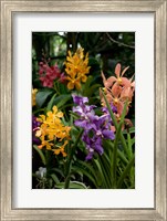 Framed Singapore. National Orchid Garden - Multi colored Orchids