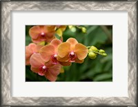 Framed Singapore. National Orchid Garden - Peach Orchids