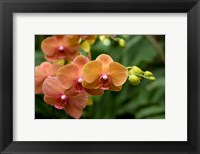 Framed Singapore. National Orchid Garden - Peach Orchids