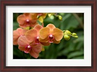 Framed Singapore. National Orchid Garden - Peach Orchids