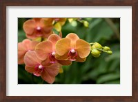 Framed Singapore. National Orchid Garden - Peach Orchids