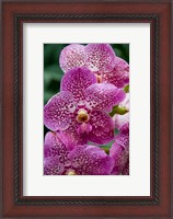 Framed Singapore. National Orchid Garden - spotted Orchids