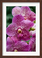 Framed Singapore. National Orchid Garden - spotted Orchids