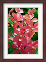 Framed Singapore. National Orchid Garden - salmon colored Orchids